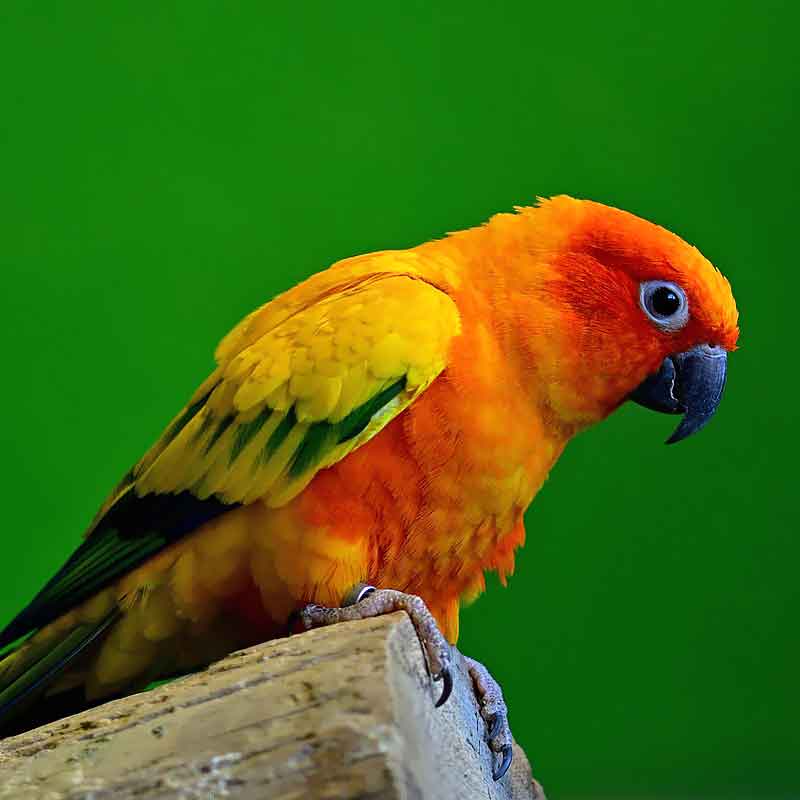 vit-birds